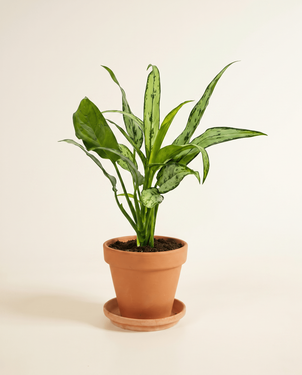 Aglaonema Chinese Evergreen Cutlass