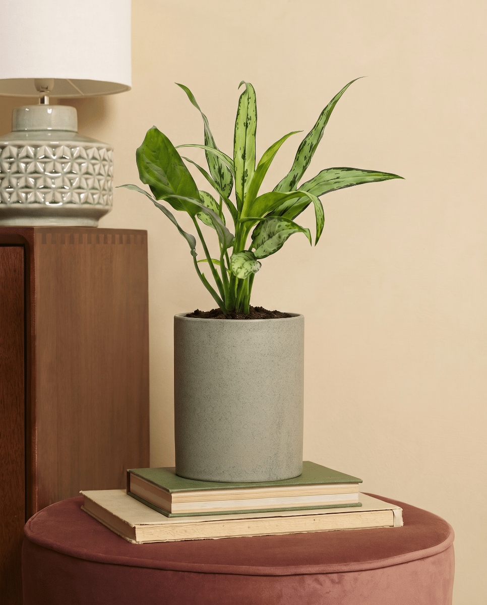 Aglaonema Chinese Evergreen Cutlass