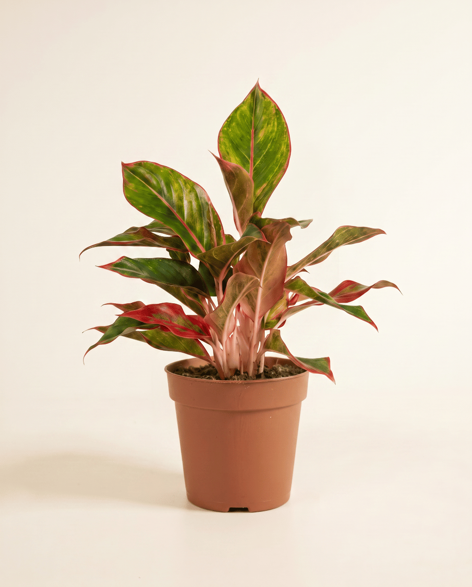 Aglaonema Chinese Evergreen Jungle Red
