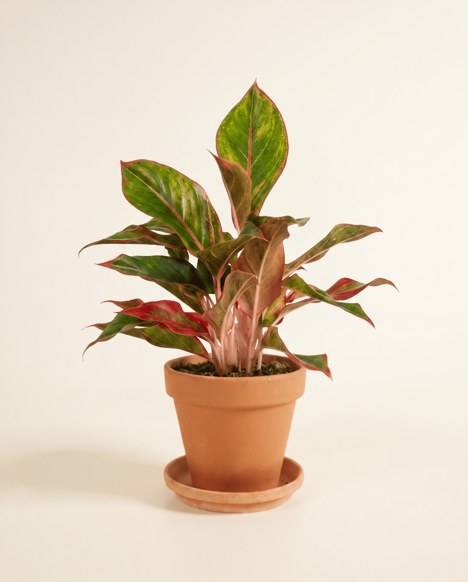 Aglaonema Chinese Evergreen Jungle Red