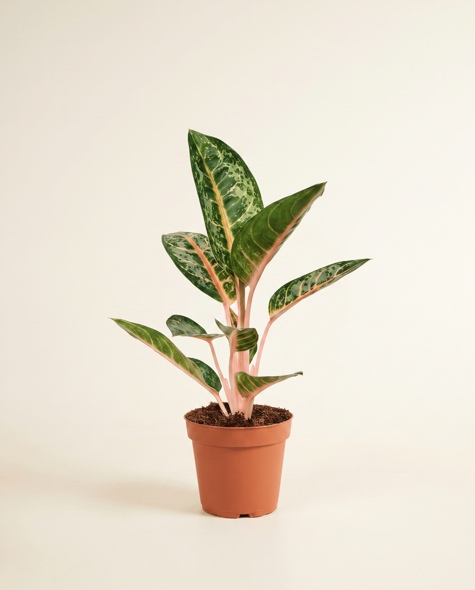 Aglaonema Chinese Evergreen Orange Flame