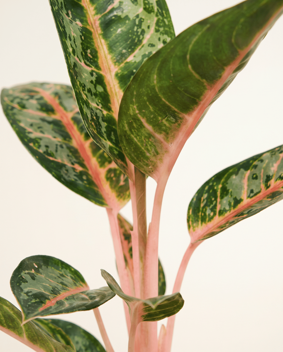 Aglaonema Chinese Evergreen Orange Flame