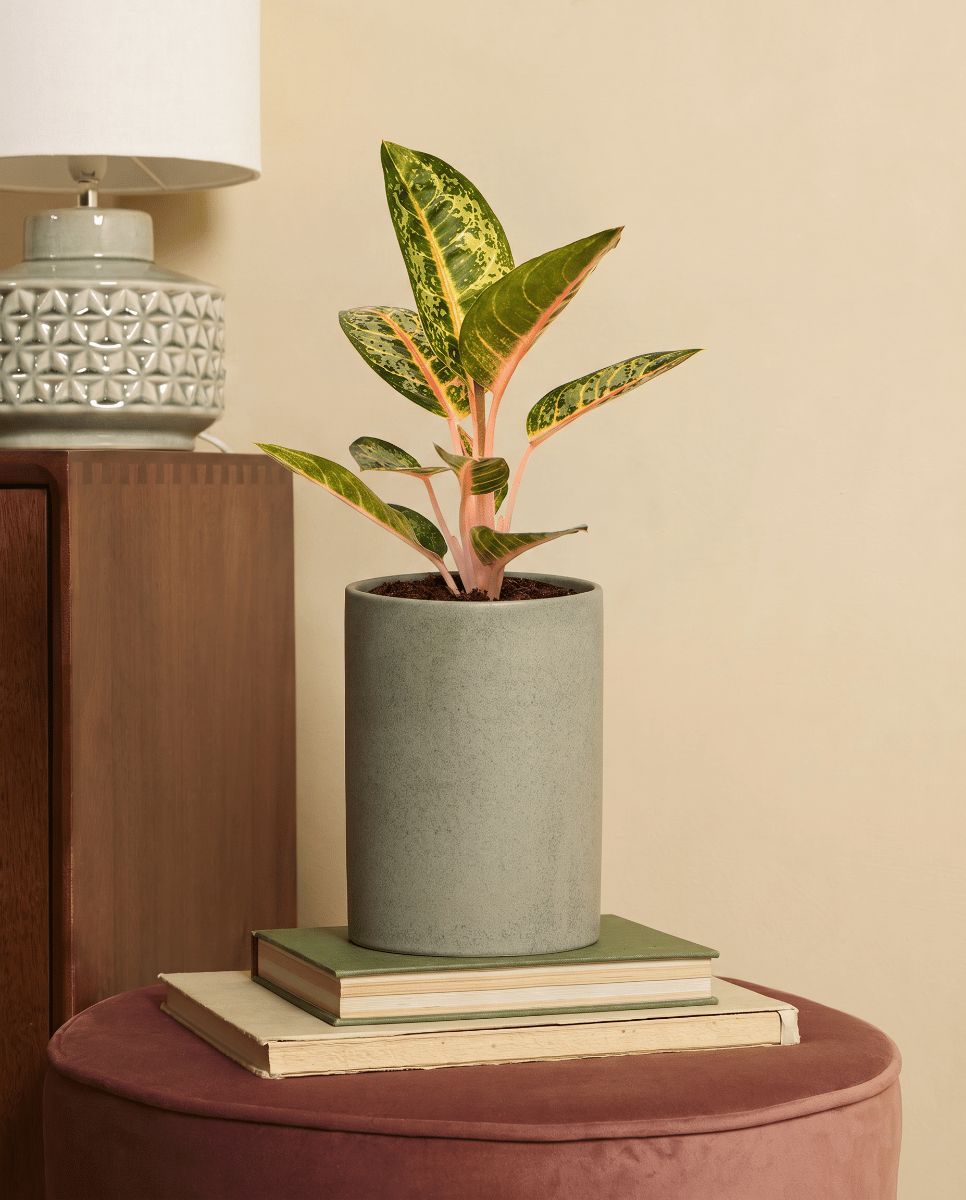 Aglaonema Chinese Evergreen Orange Flame