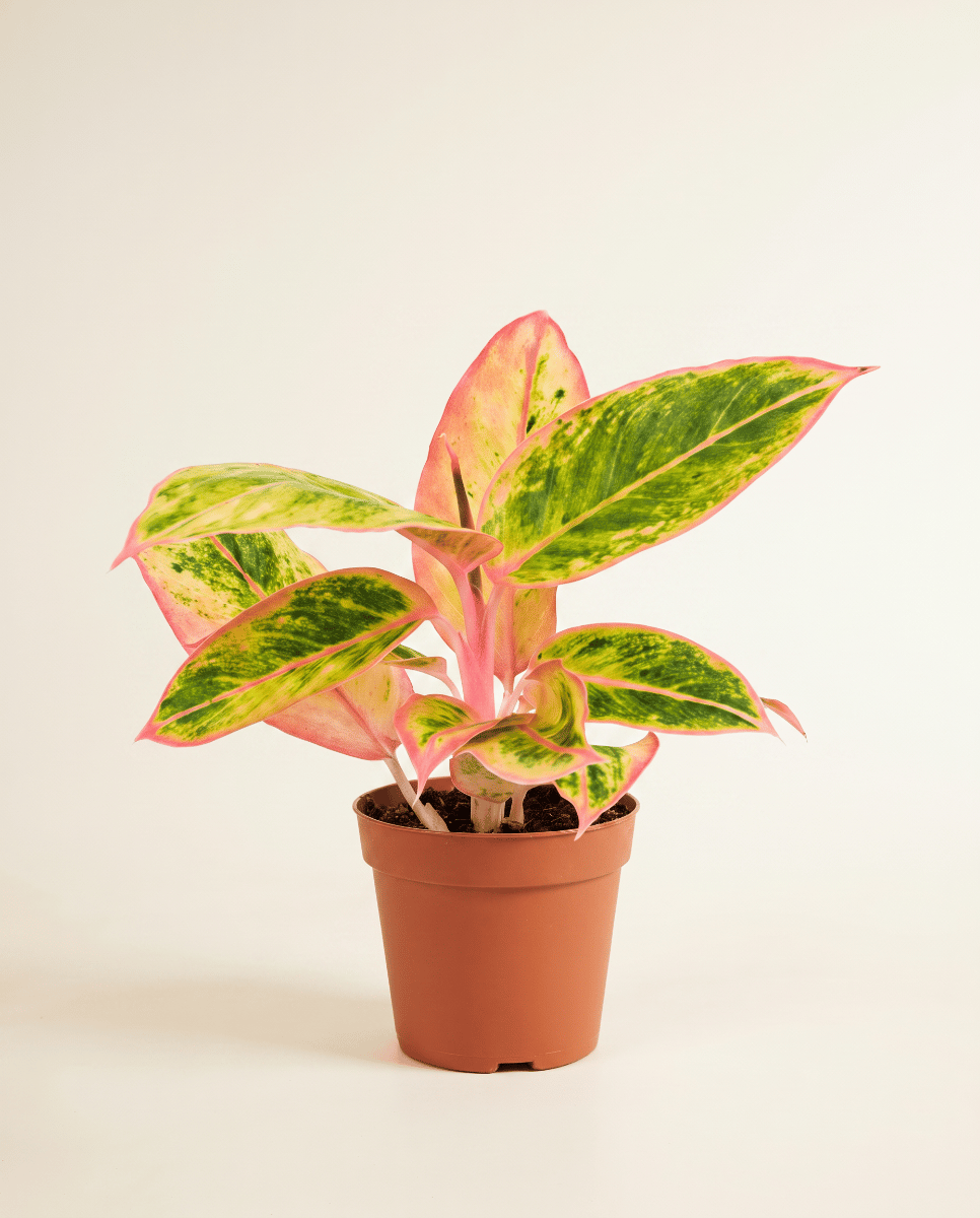 Aglaonema Chinese Evergreen Salmon Fantasy