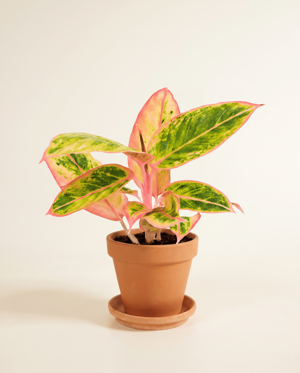 Aglaonema Chinese Evergreen Salmon Fantasy