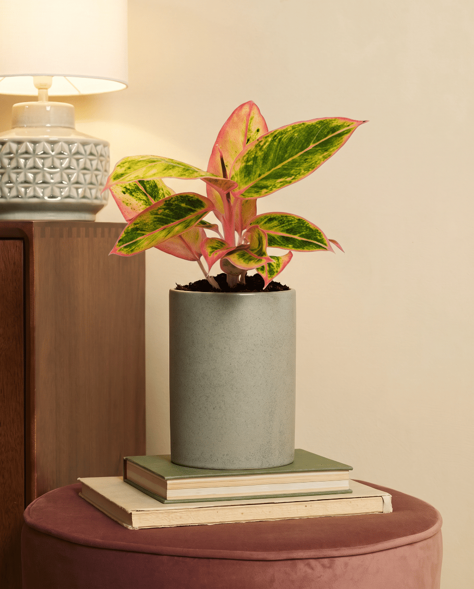 Aglaonema Chinese Evergreen Salmon Fantasy