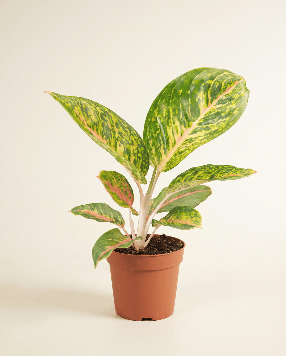 Aglaonema Chinese Evergreen Spring Red