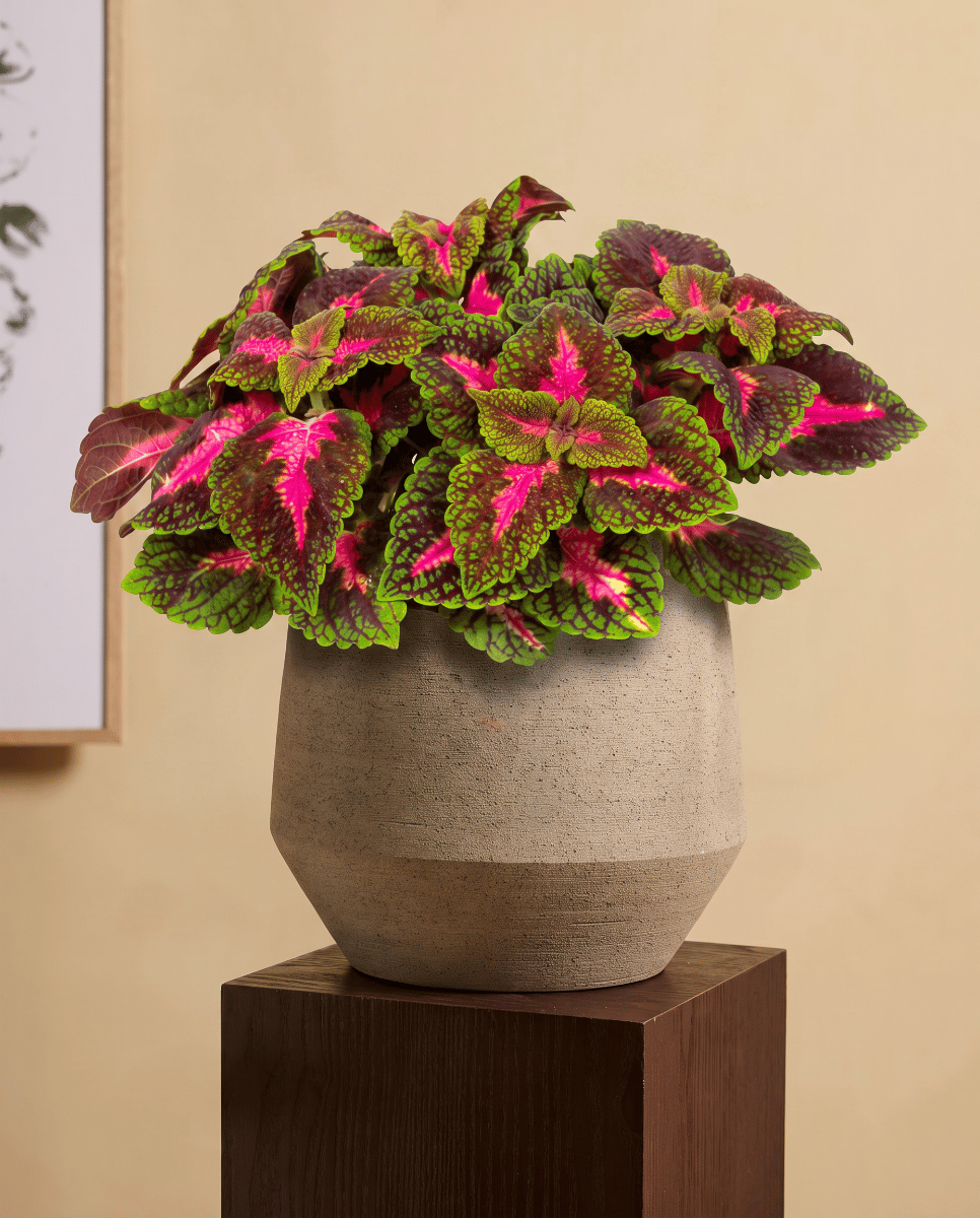 Coleus Coleus Park Avenue