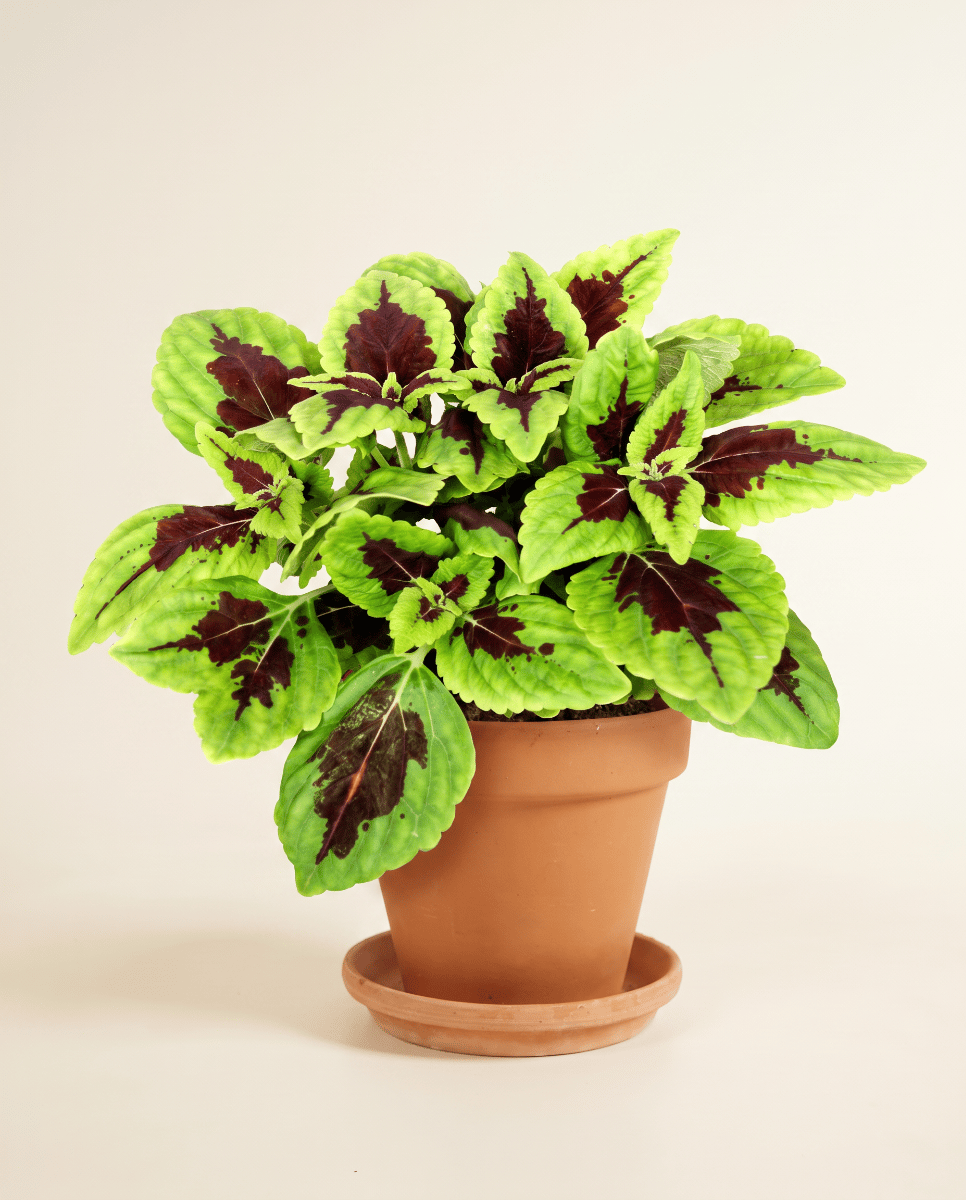 Coleus Painted nettle Alligator Alley