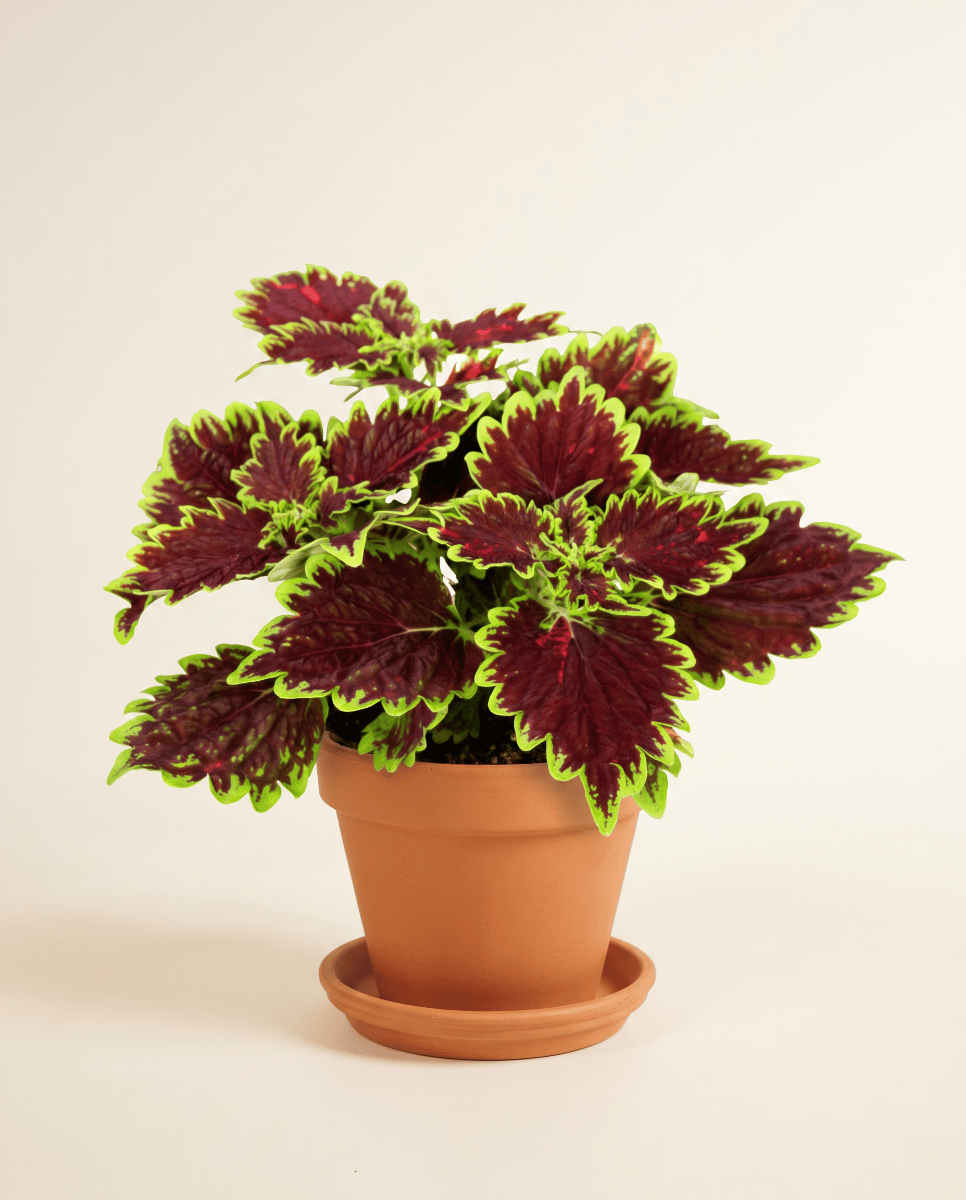 Coleus Painted nettle Bourbon Street