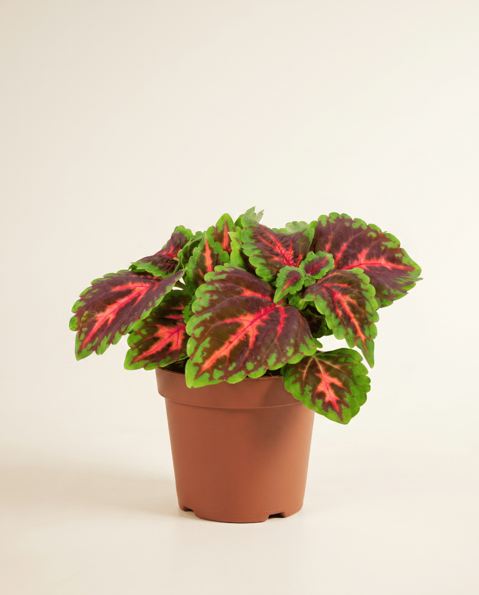 Coleus Painted nettle Franklin Street
