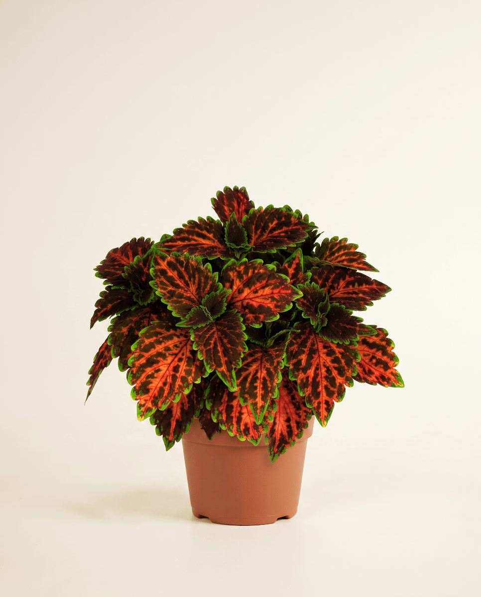 Coleus Painted nettle Magnificent Mile