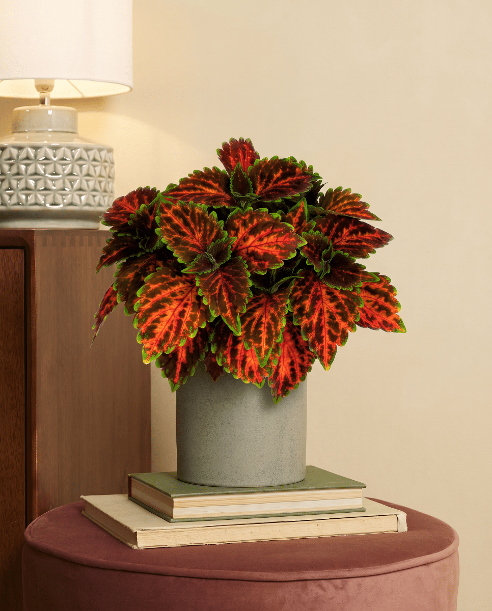 Coleus Coléus Magnificent Mile