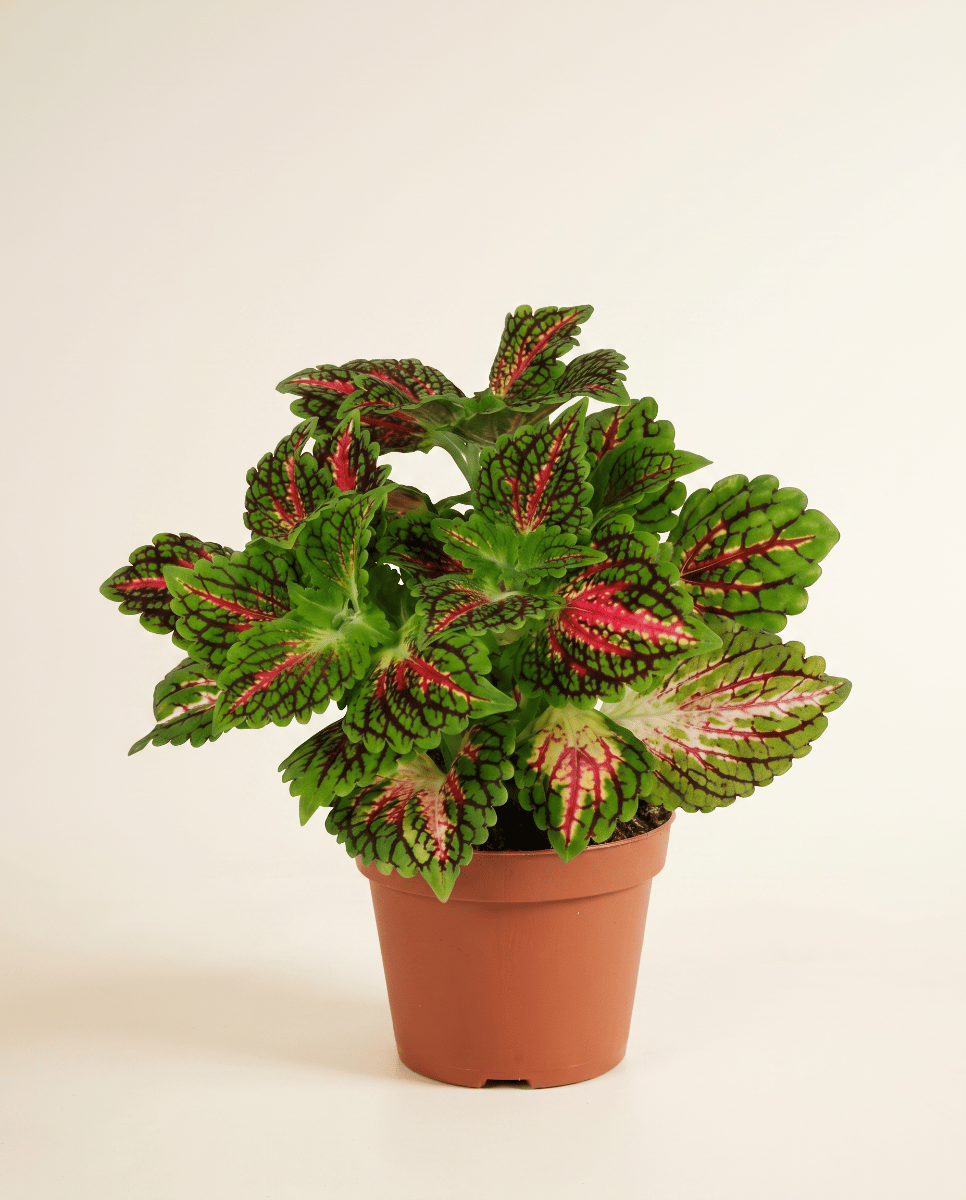 Coleus Painted nettle Spacecake