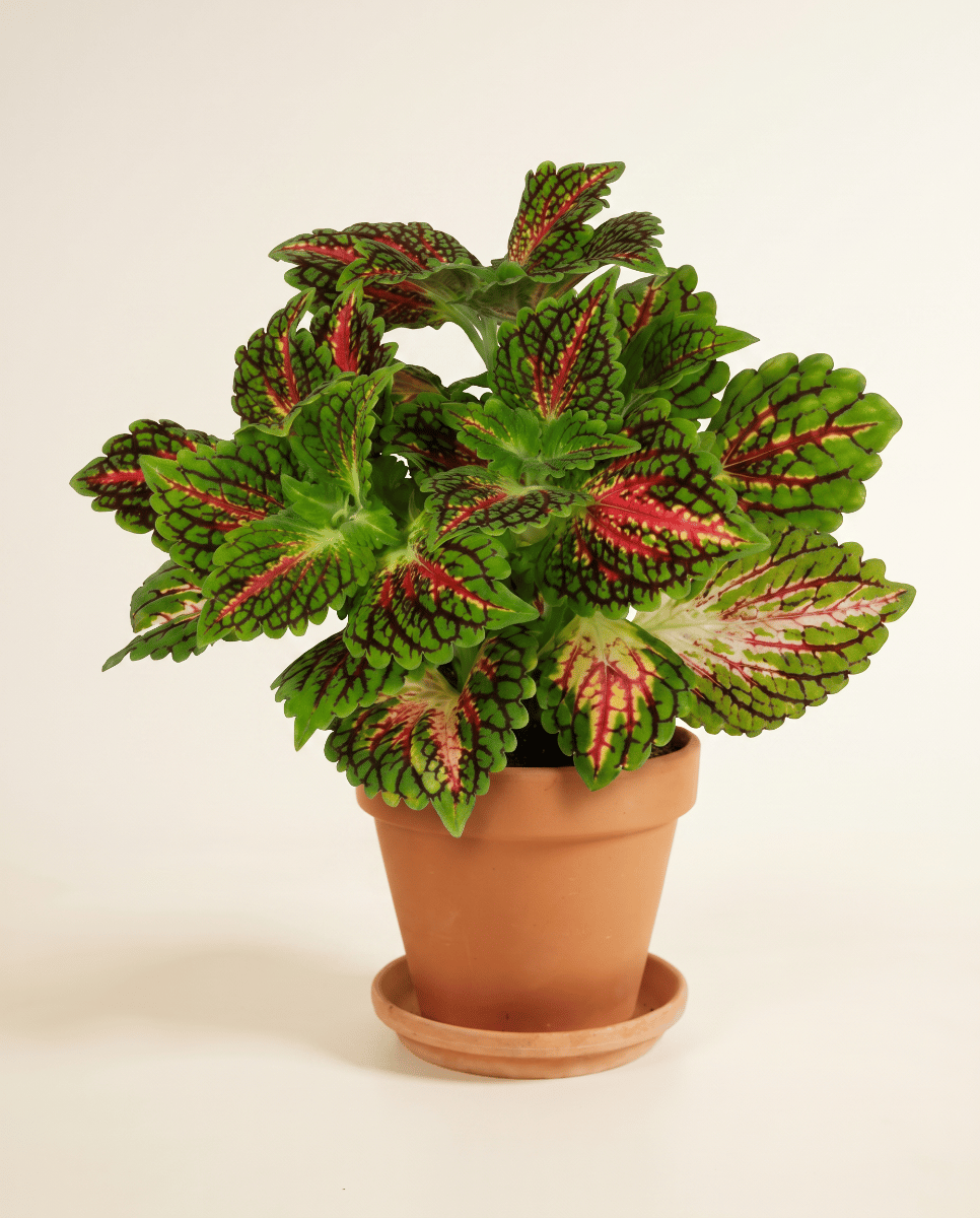 Coleus Coléus Spacecake