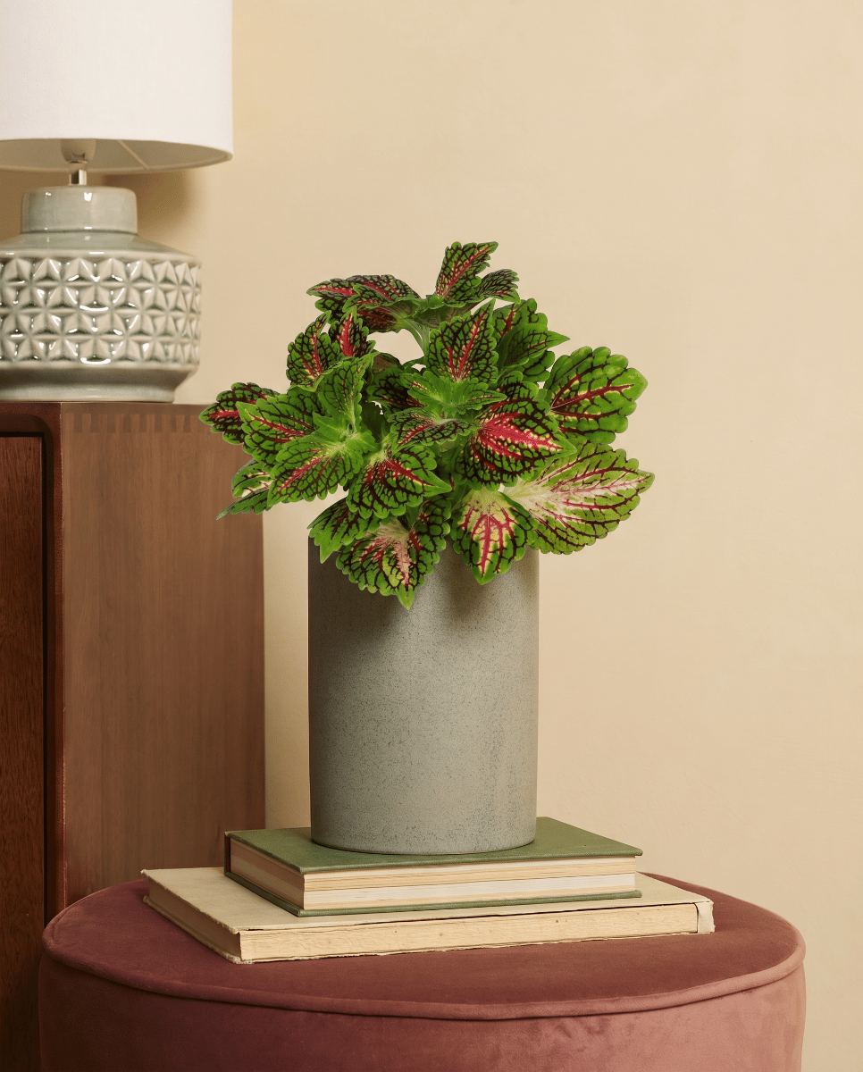 Coleus Coléus Spacecake