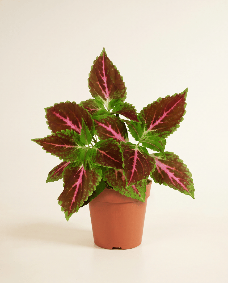Coleus Painted nettle Pink Diamond