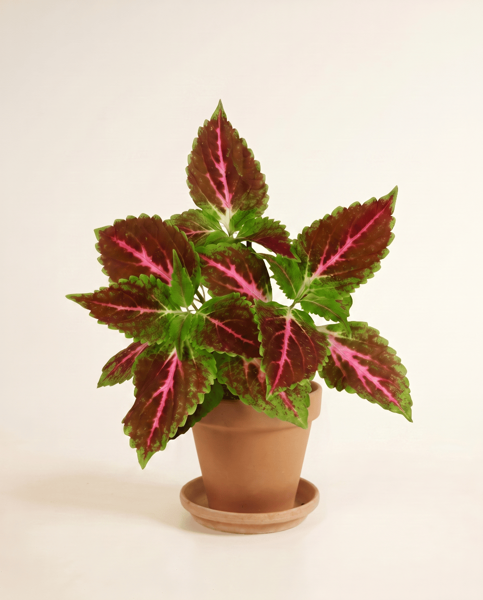 Coleus Coléus Pink Diamond