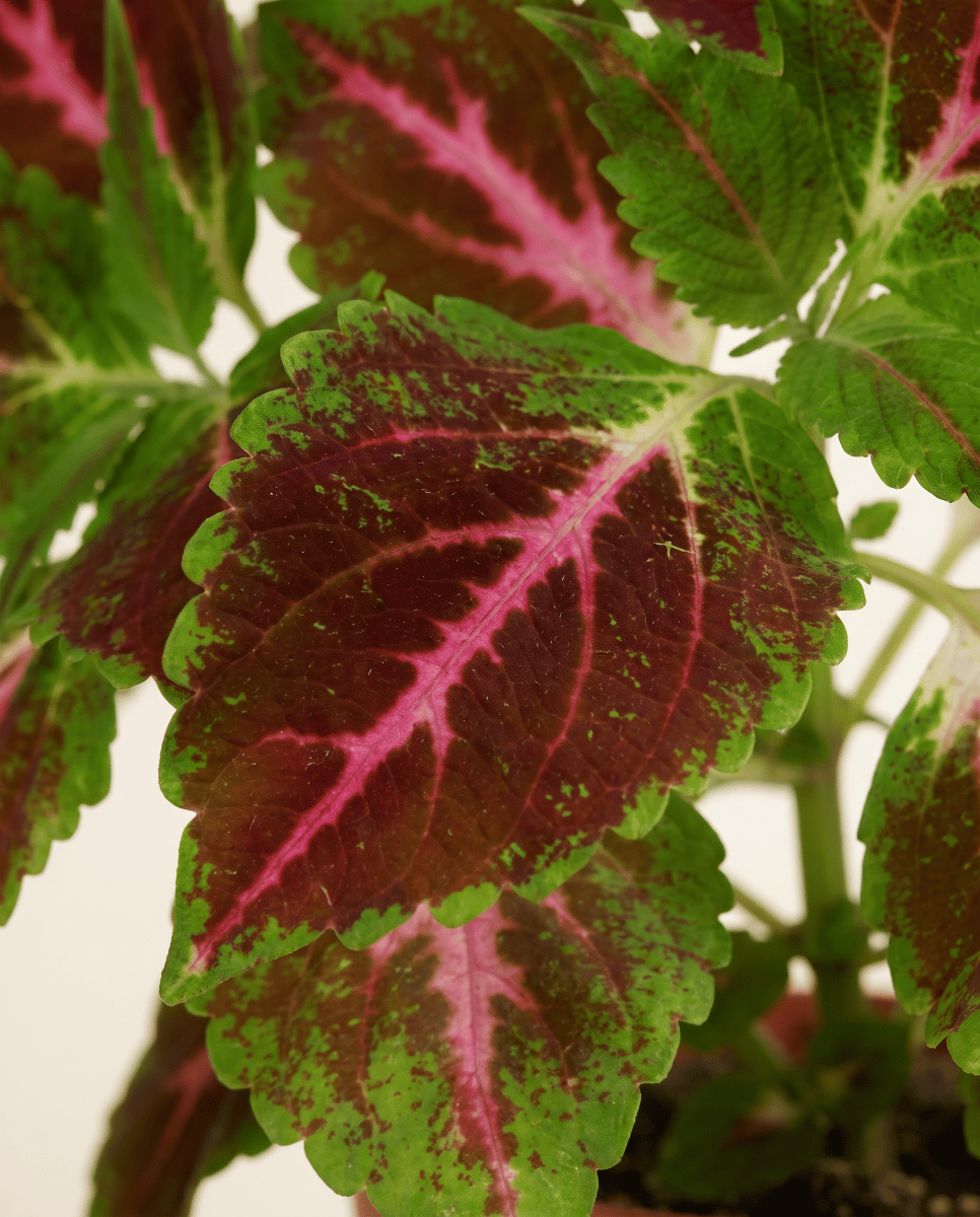 Coleus Coléus Pink Diamond