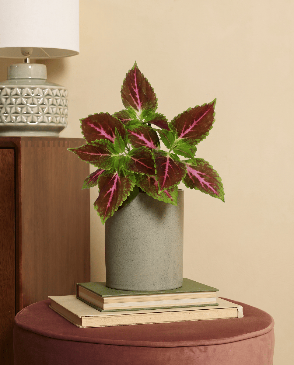 Coleus Coléus Pink Diamond