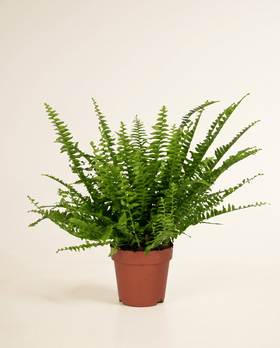 Nephrolepis Krulvaren Green Lady