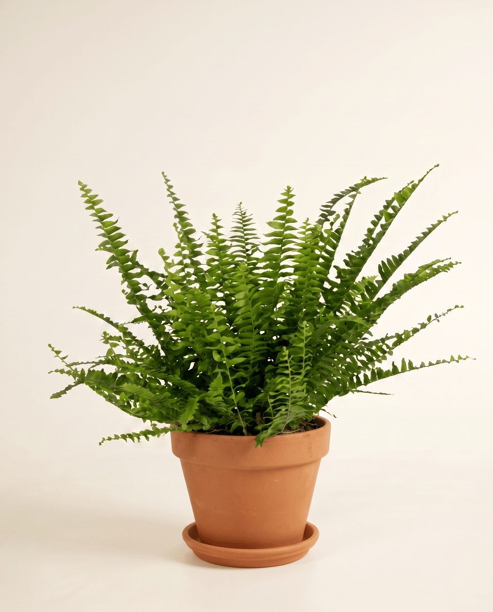 Nephrolepis Fougère épée Green Lady