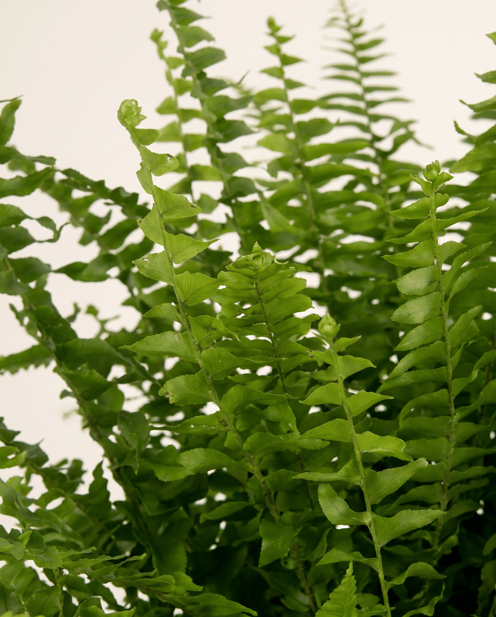 Nephrolepis Fougère épée Green Lady