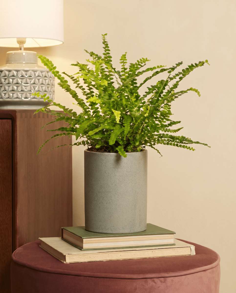 Nephrolepis Fougère épée Green Lady