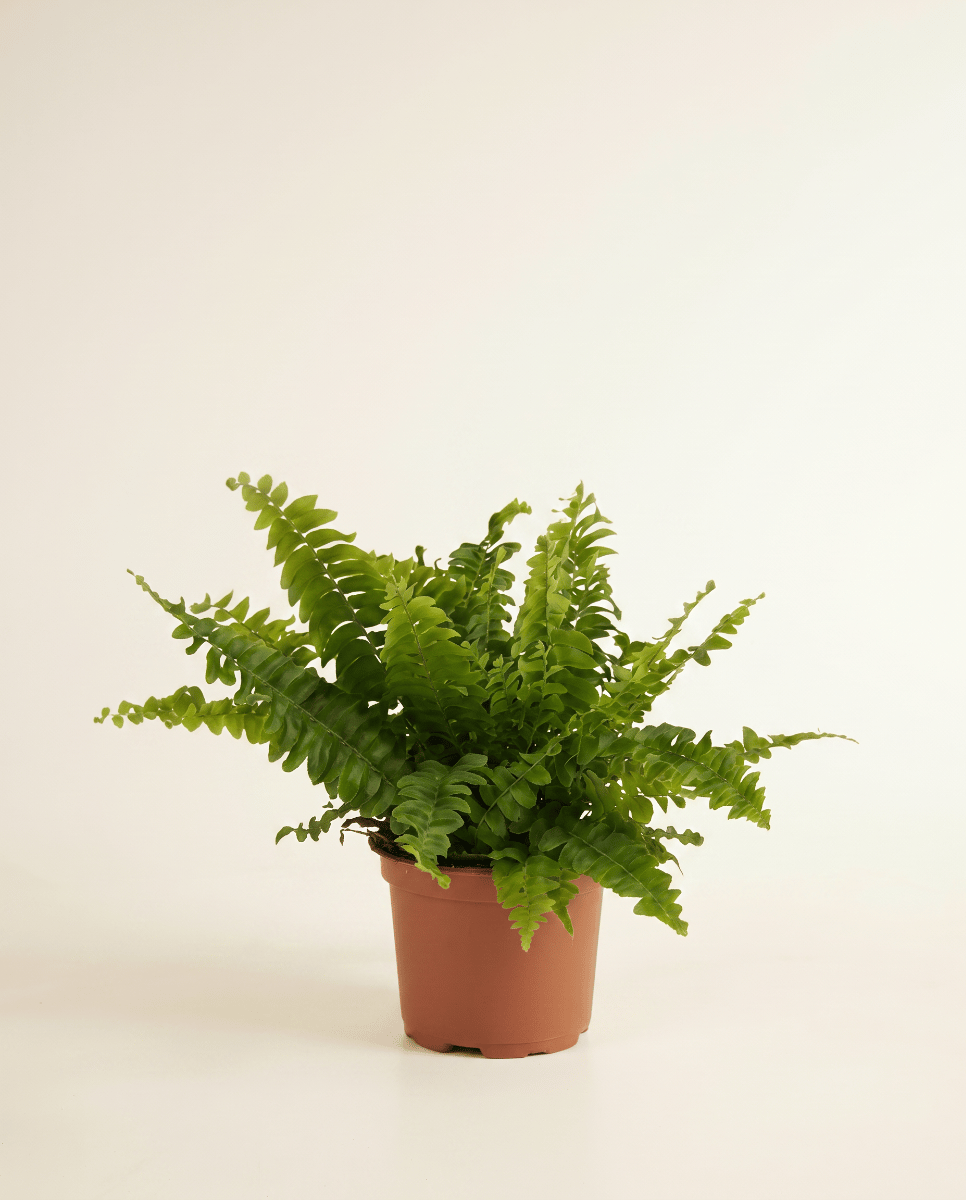 Nephrolepis Sword fern Green Lady