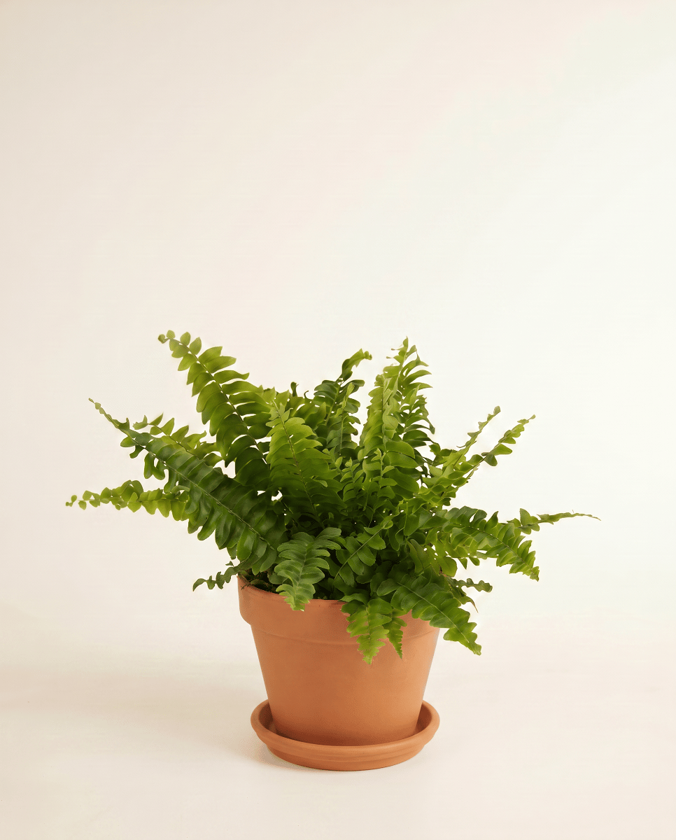 Nephrolepis Schwertfarn Green Lady