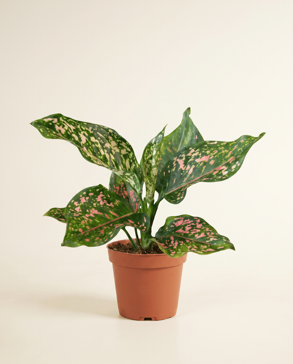 Aglaonema Sempreverde cinese Pink Leopard