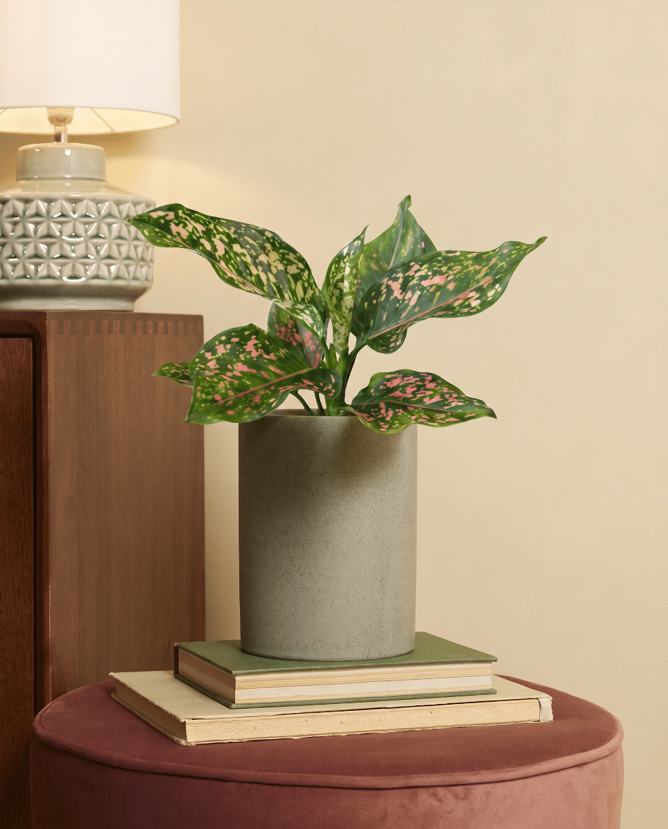 Aglaonema Kolbenfaden Pink Leopard