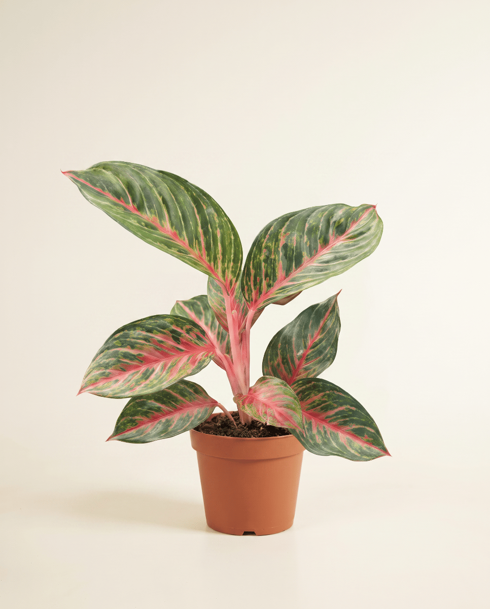 Aglaonema Chinese Evergreen Olive Red