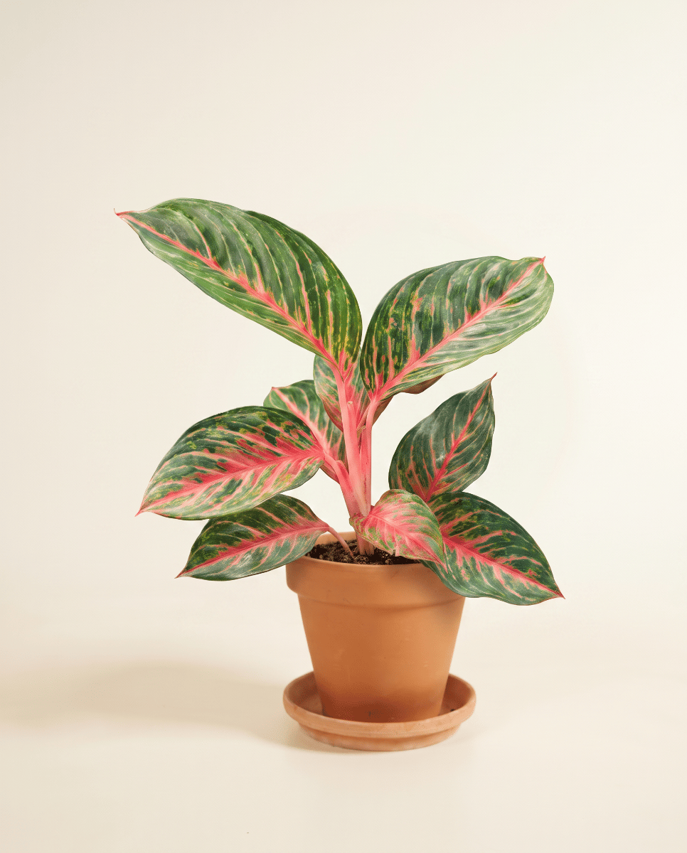 Aglaonema Chinese Evergreen Olive Red
