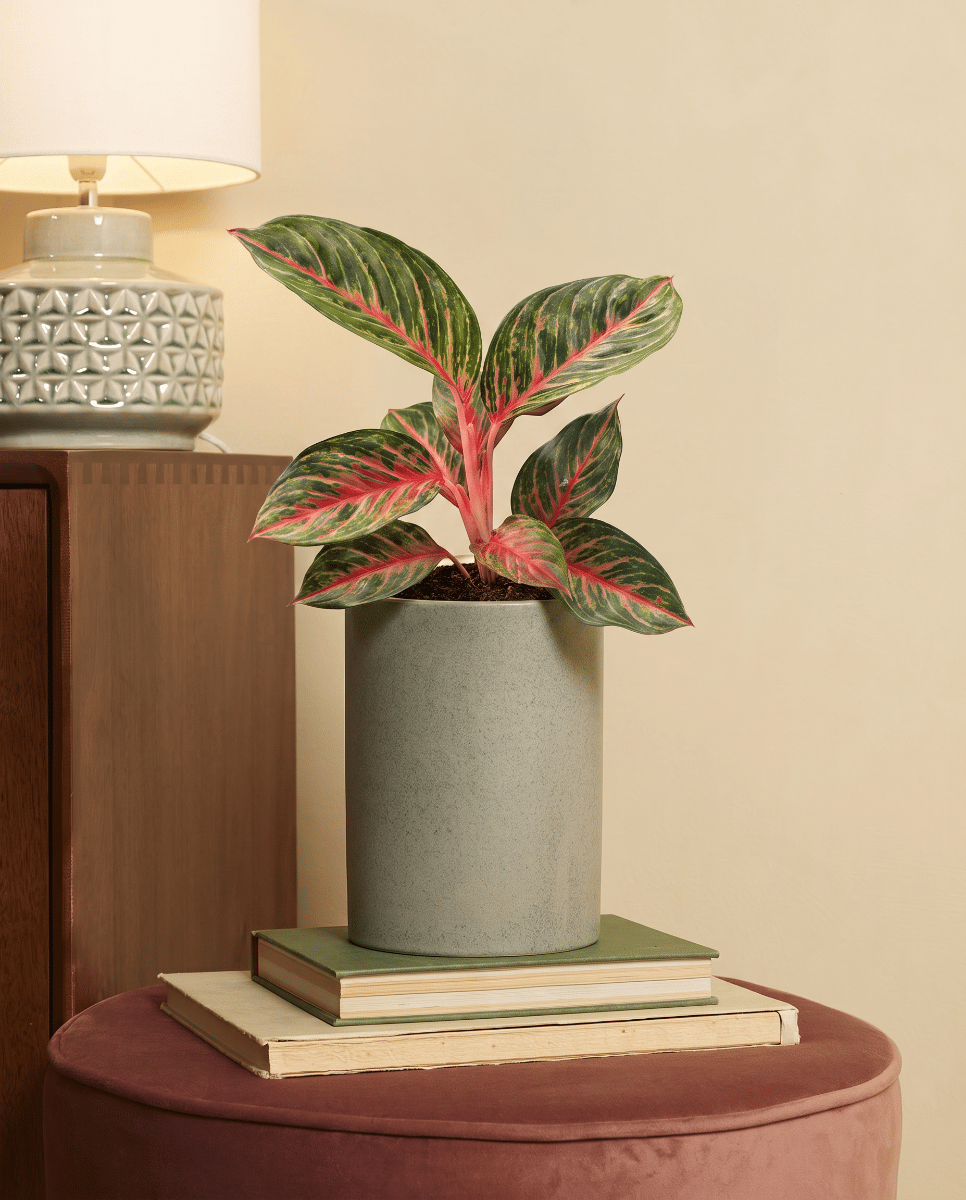 Aglaonema Chinese Evergreen Olive Red
