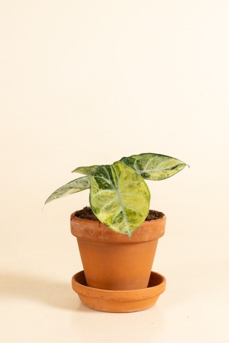 Alocasia Elephant ears Ninja Tricolor