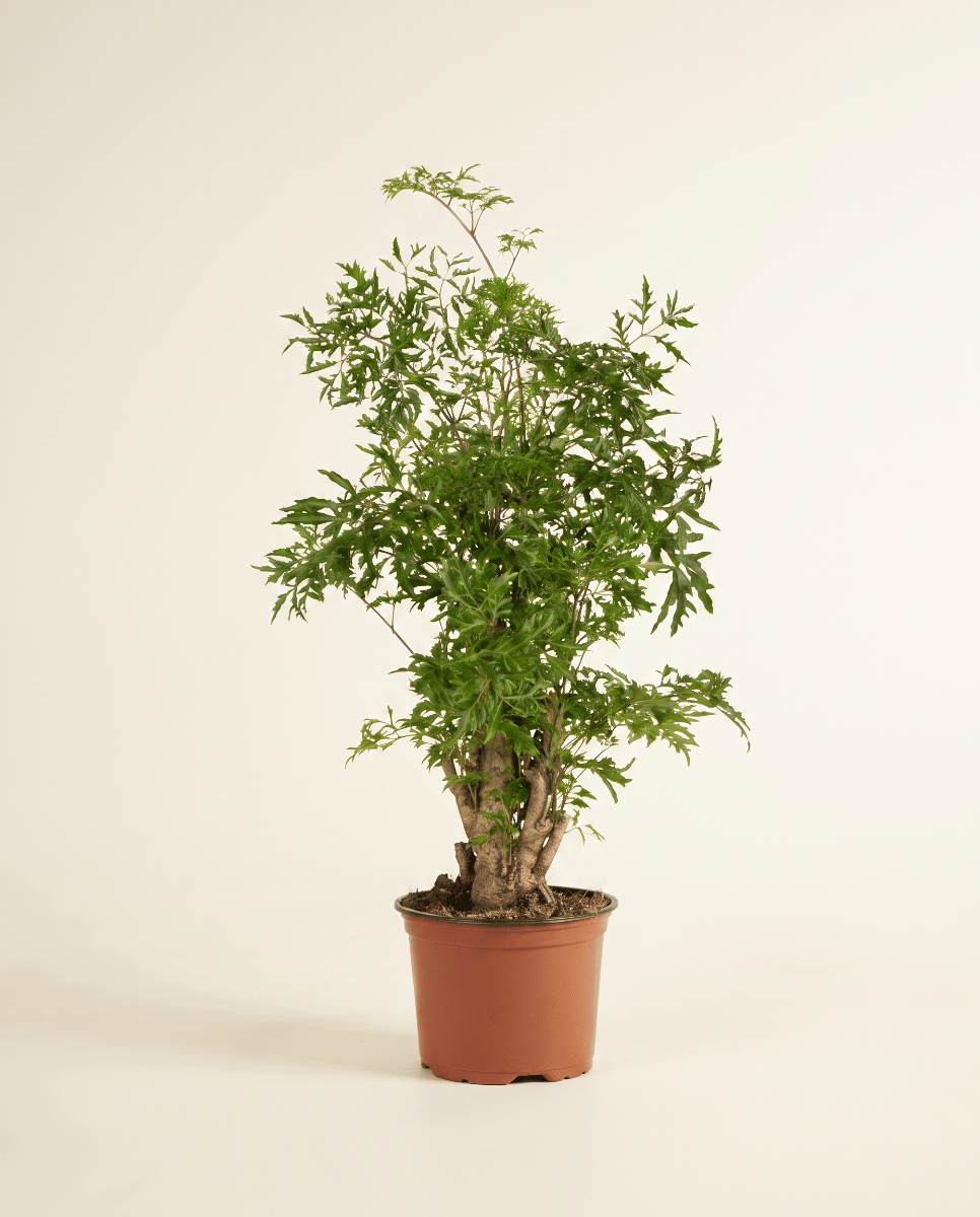 Polyscias Aralia Ming