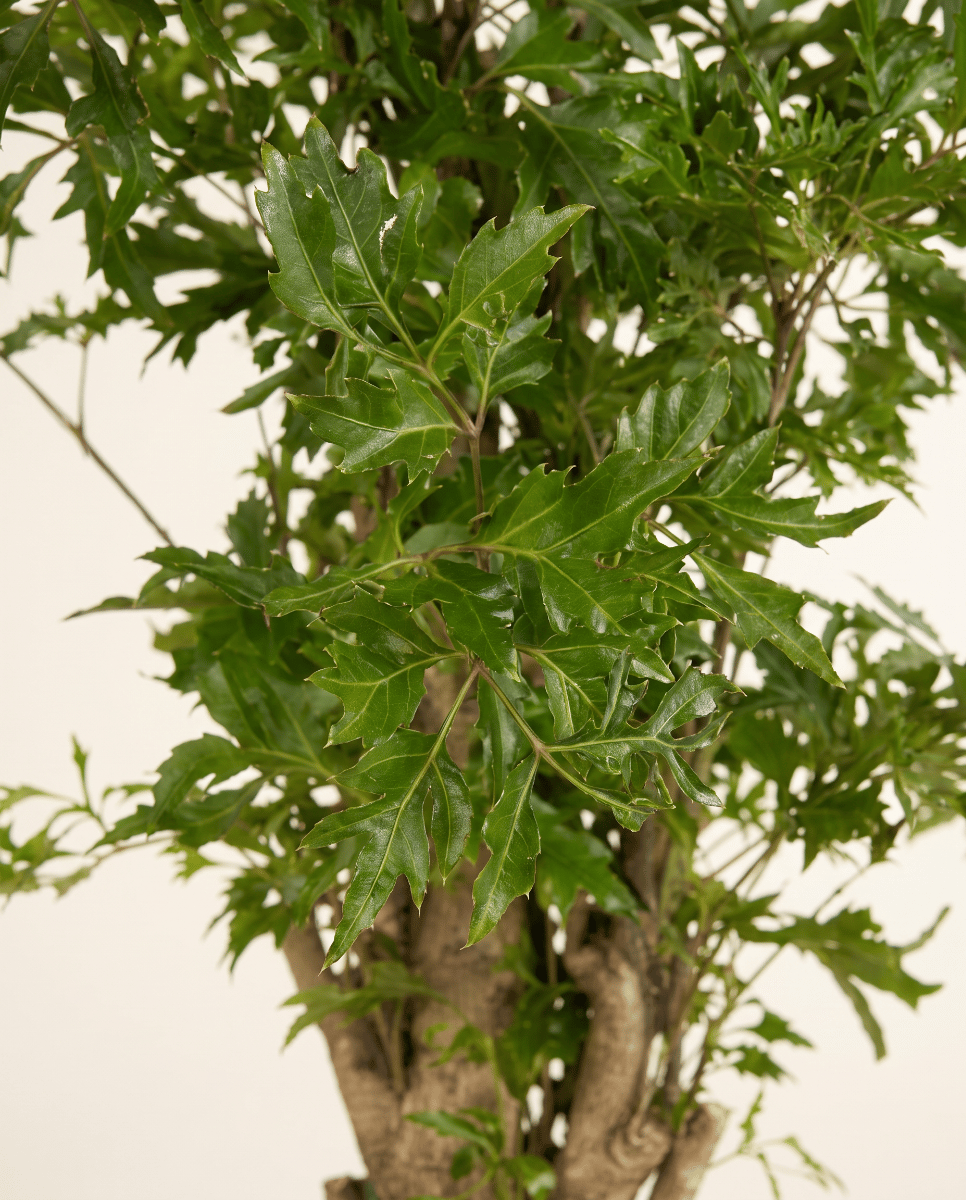 Polyscias Fiederaralie Ming