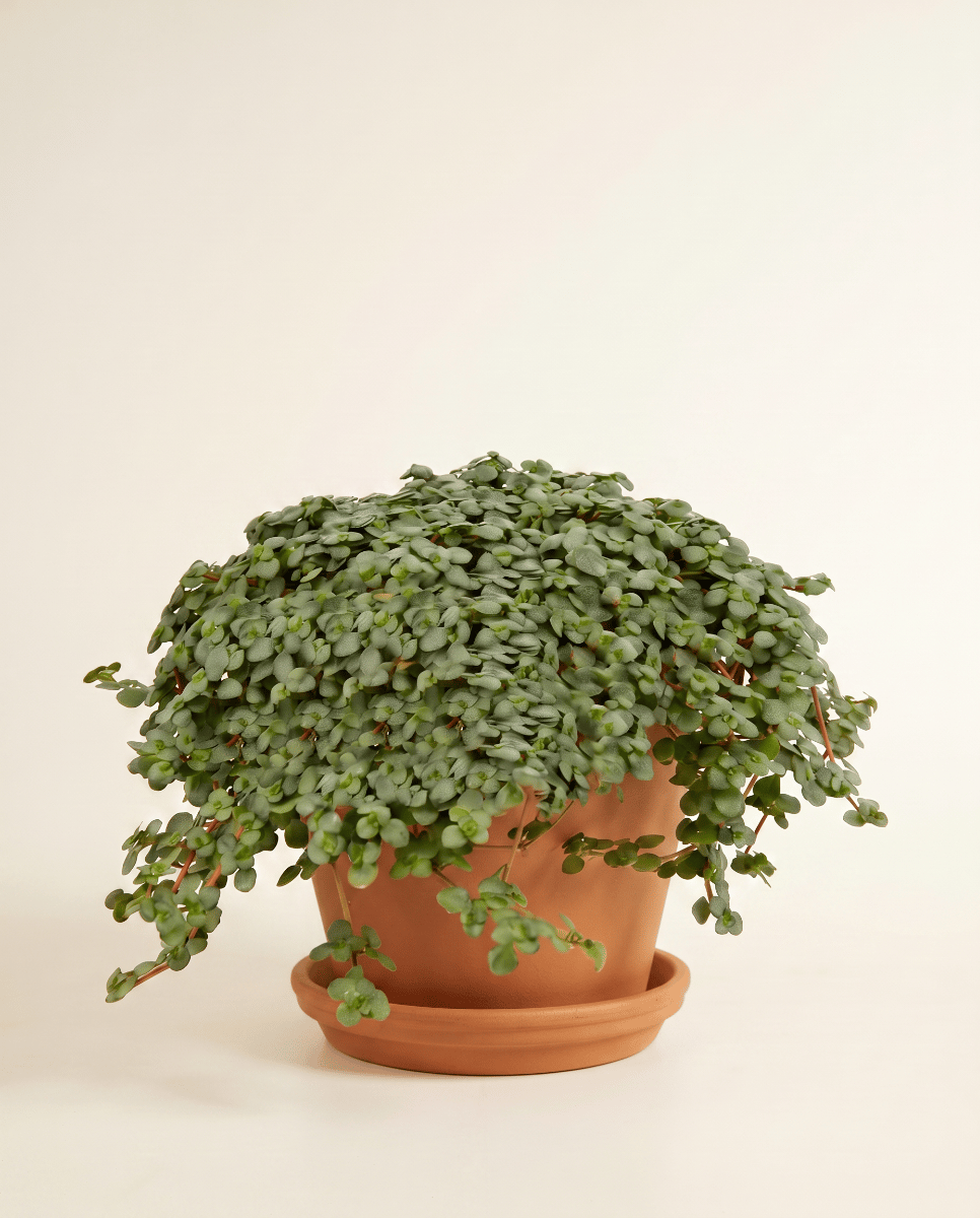 Pilea Chinese Money plant Glaucophylla Greyzy