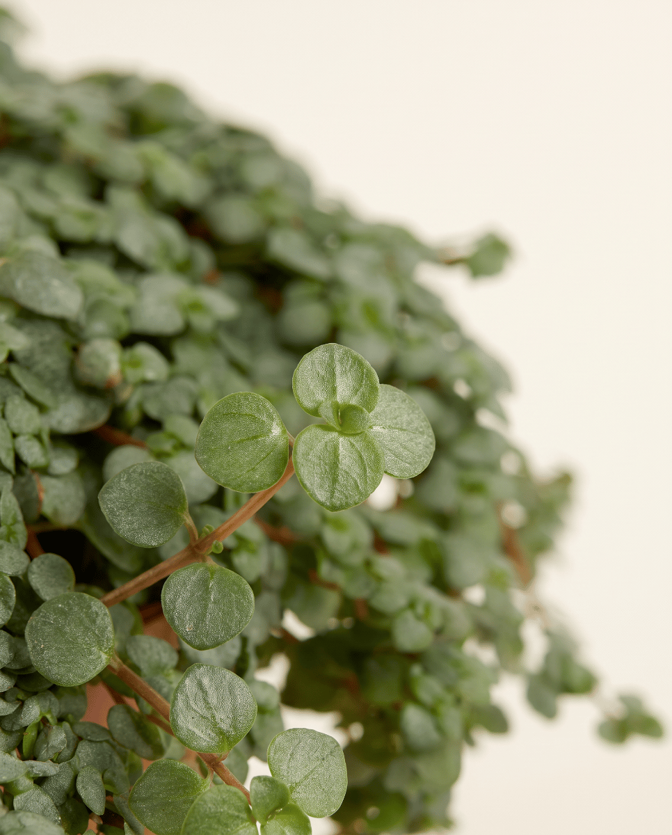 Pilea Chinese Money plant Glaucophylla Greyzy