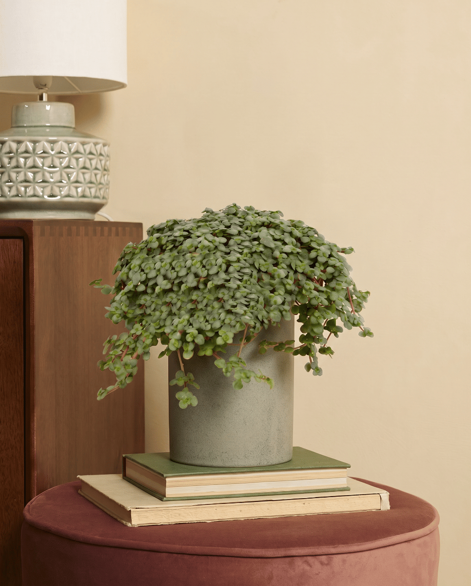 Pilea Chinese Money plant Glaucophylla Greyzy