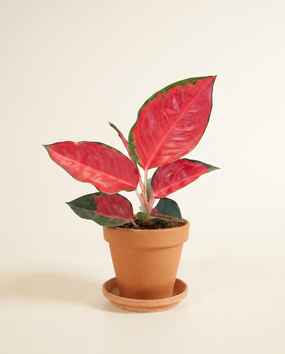 Aglaonema Chinese Evergreen Chili Red