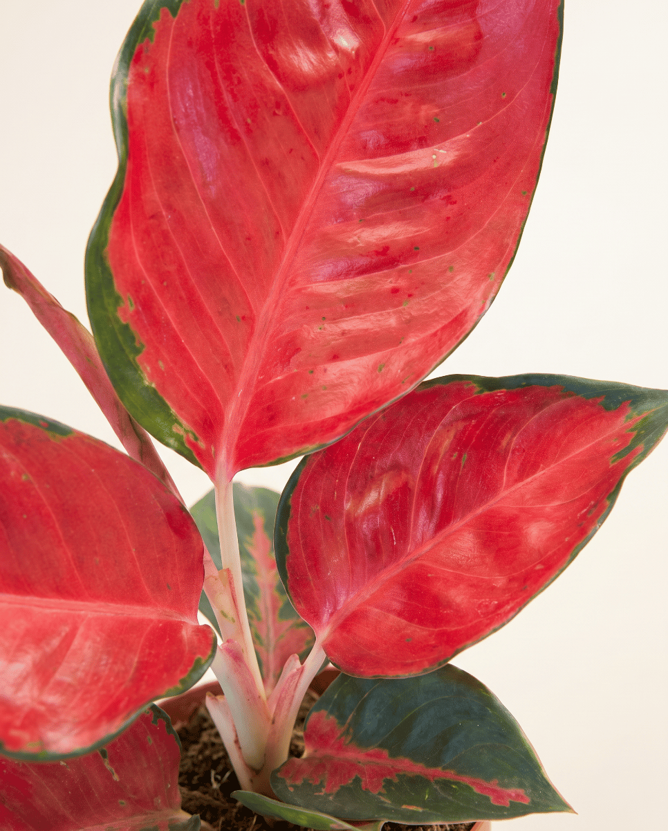 Aglaonema Chinese Evergreen Chili Red