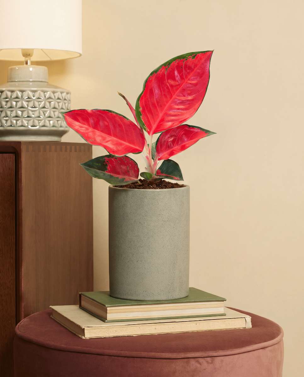 Aglaonema Chinese Evergreen Chili Red