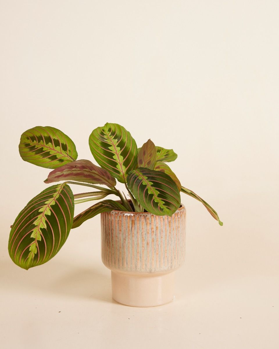 Jade Pot Green Ø 12 cm