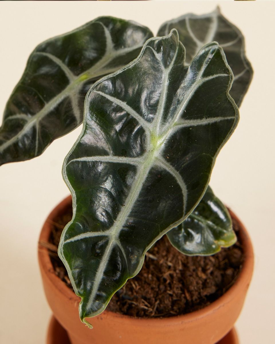 Baby Alocasia Olifantsoor Polly
