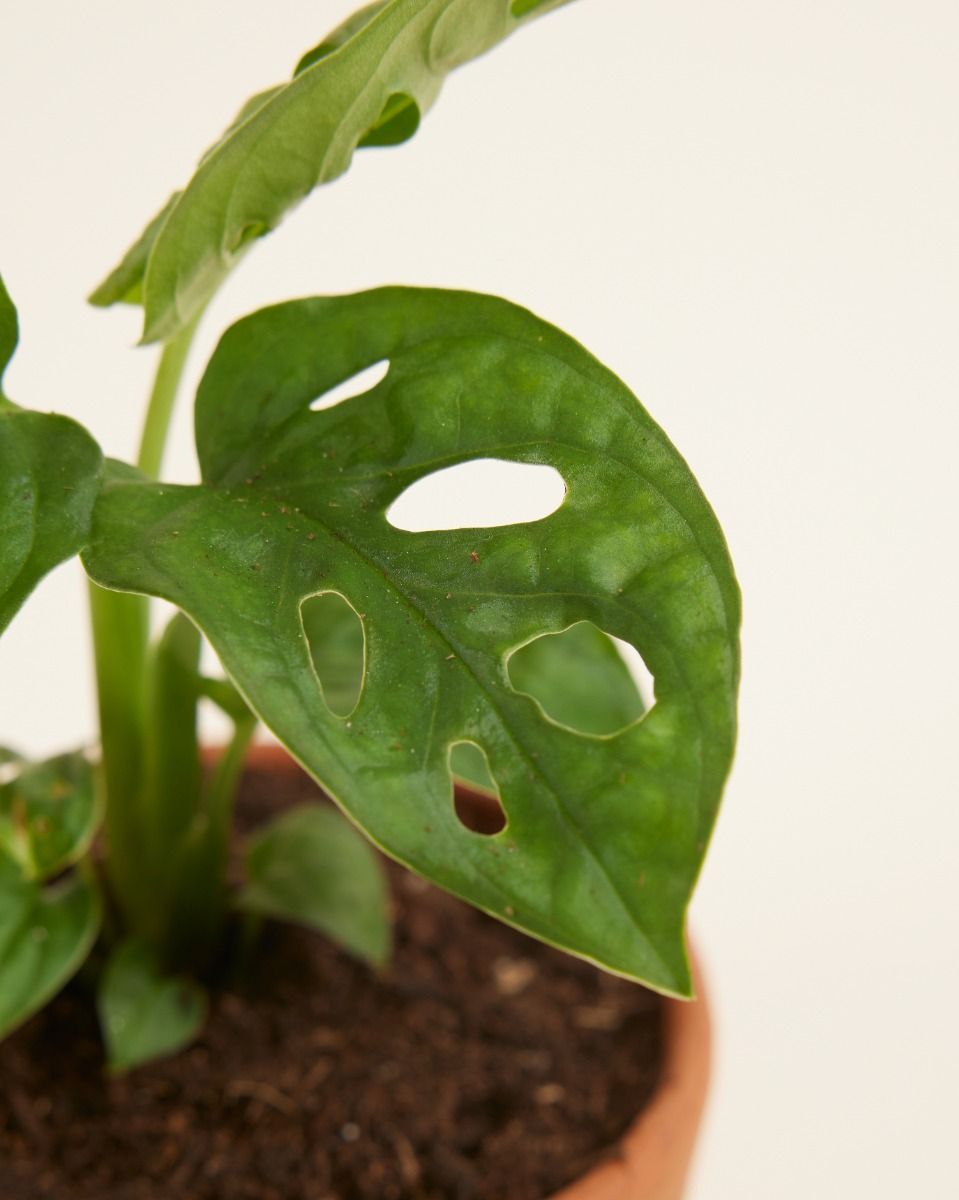 Baby Monstera Adansonii Pianta del pane americana Monkey Mask