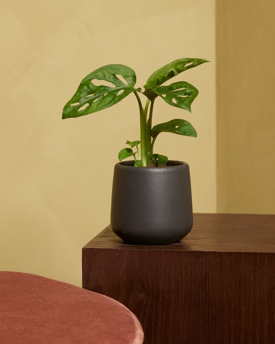 Baby Monstera Adansonii Pianta del pane americana Monkey Mask