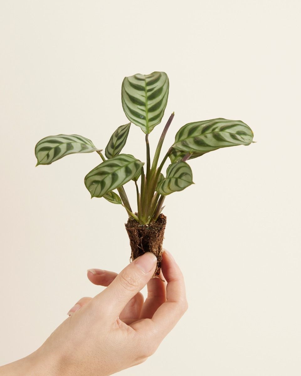 Bébé Ctenanthe Burle Marxii