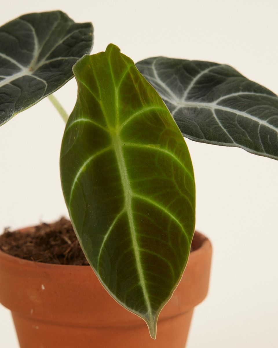 Bébé Alocasia Oreille d'éléphant Black Velvet